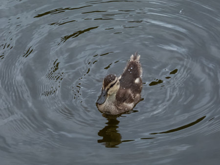 Beautiful, small, fluffy duckling of mallard or wild duck (Anas platyrhynchos) swimming in a water of a lakeの写真素材