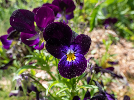 Close-up shot of the viola tricolor flowering with dark purple and lavender flower in the garden in springの写真素材