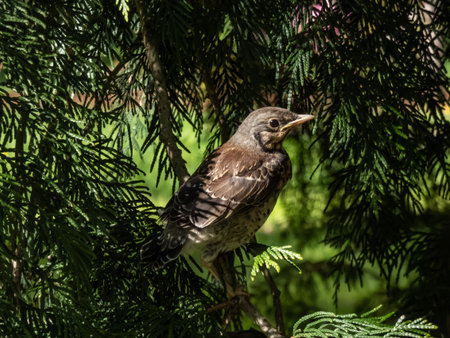 Close-up shot of a juvenile fieldfare chick (Turdus pilaris), that has left the nest and sitting on...