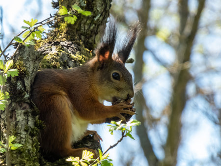 Close-up shot of the Red Squirrel (Sciurus vulgaris) with summer orange and brown coat sitting on the tree branch and holding a pine cone in paws in bright sunlightの写真素材