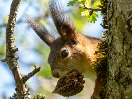 Close-up shot of the Red Squirrel (Sciurus vulgaris) with summer orange and brown coat sitting on...