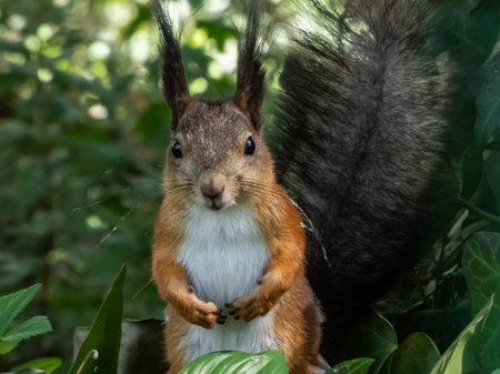 Close-up shot of the Red Squirrel (Sciurus vulgaris) with summer orange and brown coat standing on...