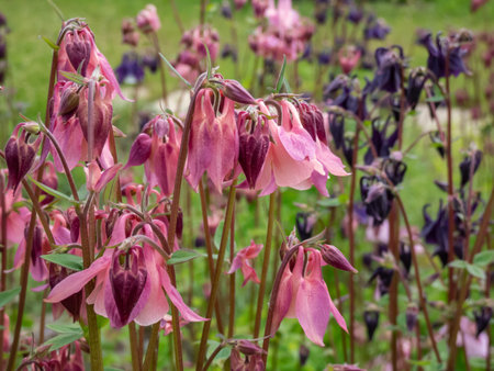 European, common columbine, granny's nightcap or bonnet (Aquilegia vulgaris) flowering with pendent purple red flowers with strongly spurs in summerの写真素材