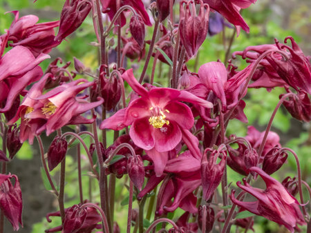 European, common columbine, granny's nightcap or bonnet (Aquilegia vulgaris) flowering with pendent purple red flowers with strongly spurs in summerの写真素材