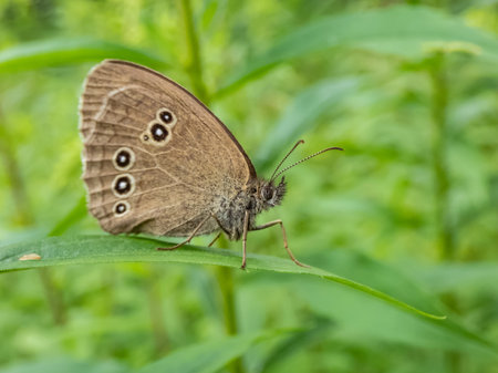 Close-up shot of the ringlet (Aphantopus hyperantus) in summer. Medium-sized butterfly, upper and...