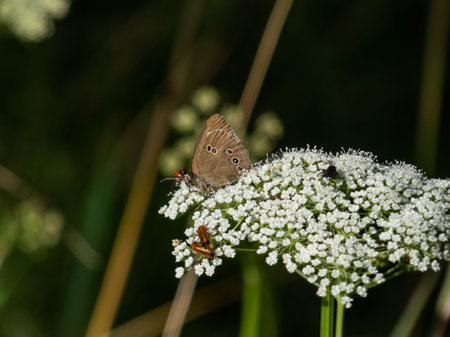 Close-up shot of the ringlet (Aphantopus hyperantus) in summer. Medium-sized butterfly, upper and...