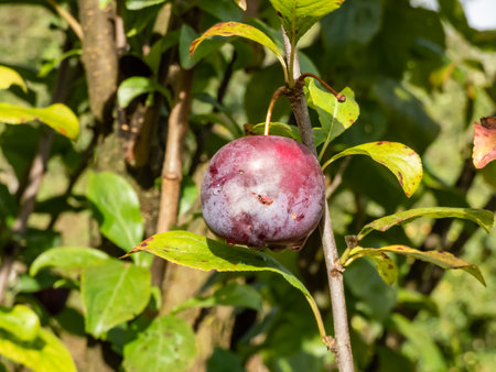 Close-up shot of a ripe, purple plum growing on a plum tree branche among green leaves in bright sunlight in late summerの写真素材