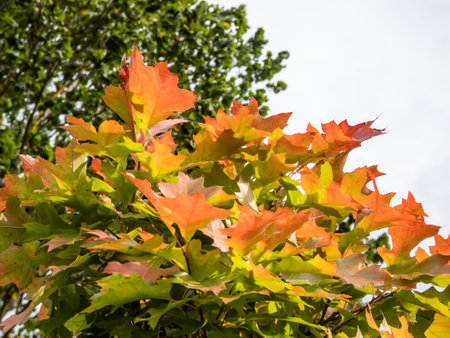 Dwarf pin oak (Quercus palustris) 'Green Dwarf' growing in a park with thick, compact crown that bears lobed, glossy leaves changing colour to orange, golden, red and purple in autumnの写真素材