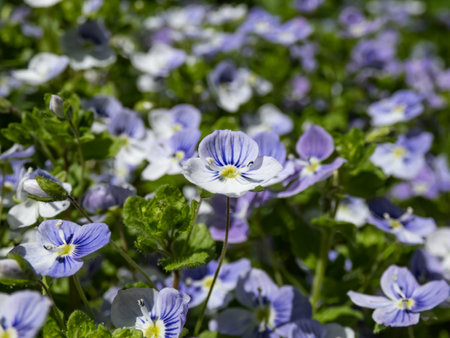 Slender, creeping threadstalk speedwell or Whetzel weed (Veronica filiformis) flowering with four-lobed blueish with white tip flowersの写真素材