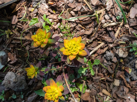 Cushion spurge (Euphorbia polychroma) Bonfire with dark green flushed maroon-purple foliage and...