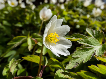 Macro of white spring flower Wood anemone (Anemone nemorosa) flowering in bright sunlight with blurred green background. Spring bloomerの写真素材