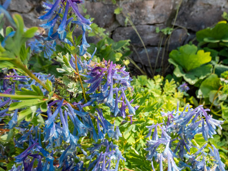 Fumewort or blue corydalis (Corydalis elata) with attractive mound of lacy, bright green leaves flowering with cobalt blue, dangling flowers on erect stemsの写真素材