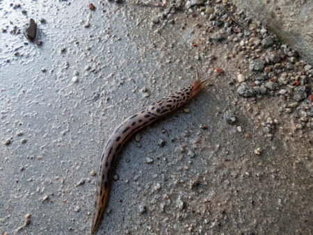 Close-up shot of the Great grey slug or Leopard slug (Limax maximus) crawling on a concrete. The...