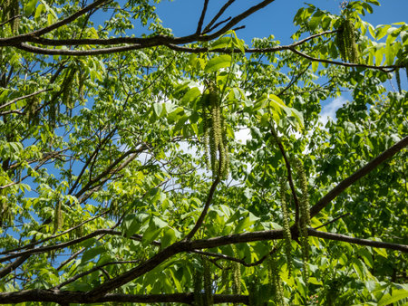 View of branches of the Wallnut tree (Juglans cathayensis) with bright green leaves flowering with...