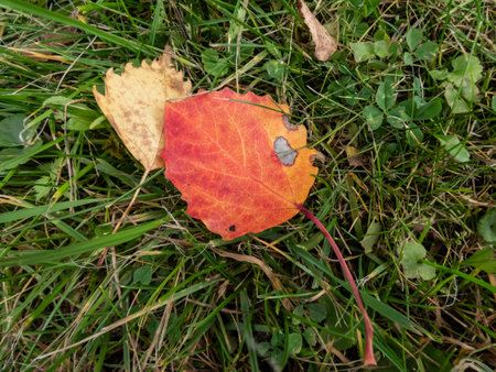 Aspen leaf in autumn on the ground. Leaf changing colors with green, yellow, orange, purple, red. Changing seasons. Fall pigments - anthocyanin, chlorophyll, carotenoid, taninの写真素材
