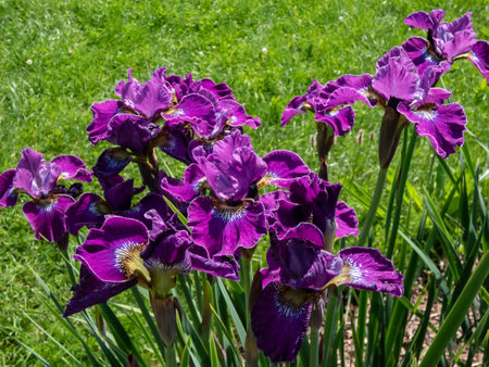 Siberian iris (Iris sibirica) 'Weinkonigin' blooming with large flowers with wide ruffled fall and standard petals in beautiful wine red or purple colour in the gardenの写真素材