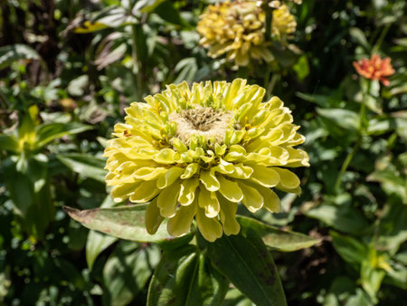 The youth-and-age, common zinnia or elegant zinnia (Zinnia elegans or Zinnia violacea) 'Queeny Lime Orange' growing in the garden and blooming with rounded, fully double flowers in autumnの写真素材