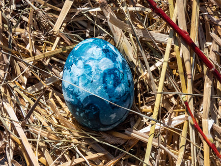Easter eggs decorated with natural plants and flower blossoms boiled with red cabbage which colors eggs into shades of blue color. Traditional way to create patterns of plants on eggsの写真素材