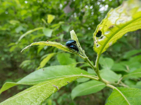 Macro shot of the female and a male of the Alder leaf beetle (agelastica alni) demonstrating mating behaviour - black and metallic blue in colour on a green leafの写真素材