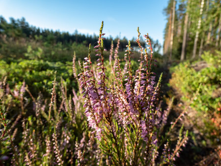 Close-up shot of pink common heather (Calluna vulgaris) in the forest. Low-growing evergreen shrub in most heathland and moorland in a sunlighの写真素材