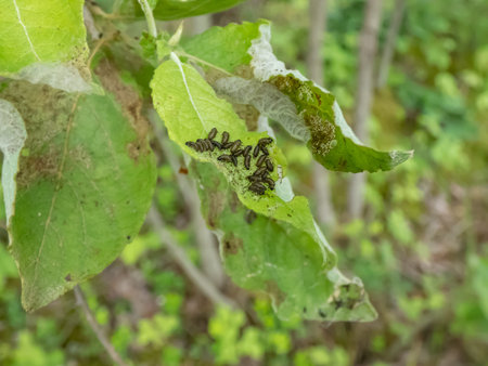 Group of Larva of the Alder leaf beetle (agelastica alni) on a green leafの写真素材