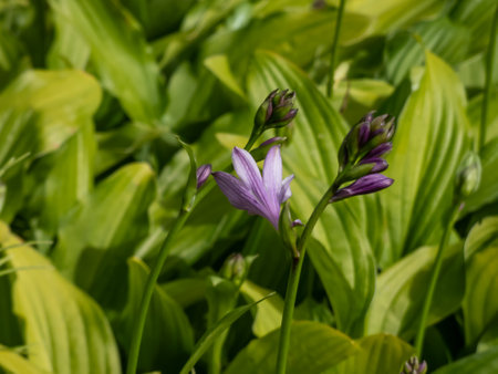 Hosta decorata with spikes of bell-shaped, deep violet flowers with white throats are produced in mid-summerの写真素材