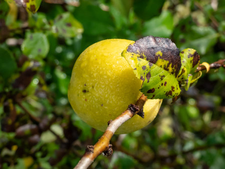 Closeup macro shot of yellow quince (cydonia) fruits on branches of bush surrounded with green leaves in early autumnの写真素材