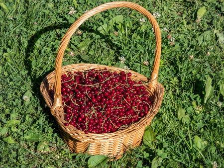 Full wooden basket of perfect ripe red currants (ribes rubrum) in the sunlight. Growing food in the garden. Taste of summerの写真素材
