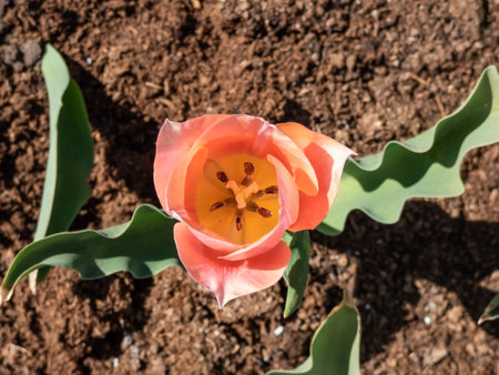 Early blooming Tulip 'Apricot beauty' blooming with cup-shaped flowers in a delicate salmon-pink...