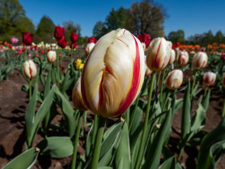 Tulip 'Carnaval de Rio' (syn. Carnival de Rio) blooming with deeply-cupped white flowers with scarlet-red flames or flashes of vivid red streaks in the gardenの写真素材