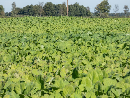 Fields of green Rapeseed (Brassica napus) in the autumn grown for the production of animal feed, edible vegetable oils, and biodiesel in the countrysideの写真素材