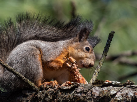 Close-up shot of the Red Squirrel (Sciurus vulgaris) with summer orange and brown coat sitting on a...