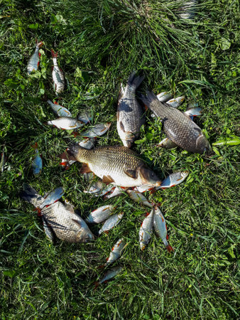 The common carp (Cyprinus carpio) caught during fishing and placed on ground in grass surrounded with some small fish. Fishing conceptの写真素材