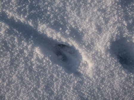 Close-up of a single perfect footprint of roe deer (Capreolus capreolus) on the ground covered with soft snow in winterの写真素材