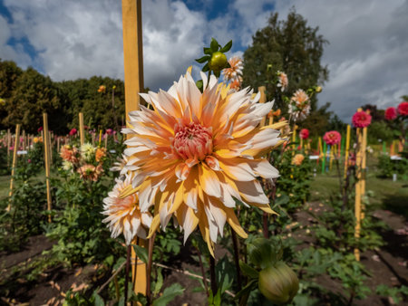 Dahlia 'Apelsini Sniega' blooming with orange and creamy white petals in garden in autumnの写真素材