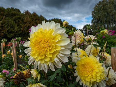 Dahlia 'Polka' blooming with double yellow and creamy flowers in the garden in autumnの写真素材
