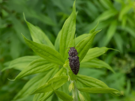 Close-up shot of the click beetle (Agrypnus murinus) on a green plant. The body is grey-brown with greyish points, while legs and antennae are dark-brownの写真素材