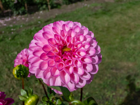 Ball and pompon dahlia 'Kardinal' blooming with bright pink, perfectly round flowers that feature a honeycomb of tightly rolled petals in the gardenの写真素材