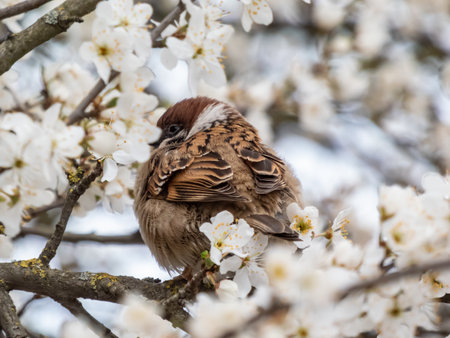 Close-up shot of the fluffy Eurasian tree sparrow (Passer montanus) sitting on a branch among fruit tree blossoms in spring. Detailed portrait of a birdの写真素材