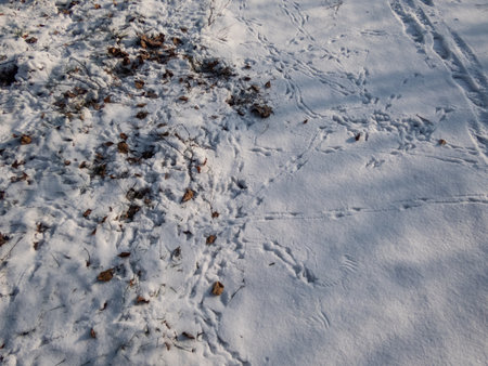 Footprints of small passerine bird on the ground in snow jumping in search of food in bright sunlight in winter. Winter sceneryの写真素材