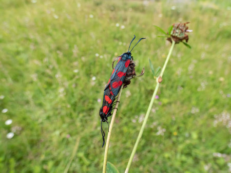 Close-up shot of the Narrow-bordered five-spot burnets (Zygaena lonicerae) mating on a flower. The forewings have five crimson spots and a black basic colour, with a strong bluish reflectionの写真素材
