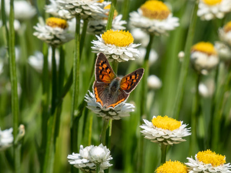 The small, American or common copper (Lycaena phlaeas). The upperside forewings are a bright orange with a dark edge border and eight nine black spots. The hindwings are dark with an orange borderの写真素材