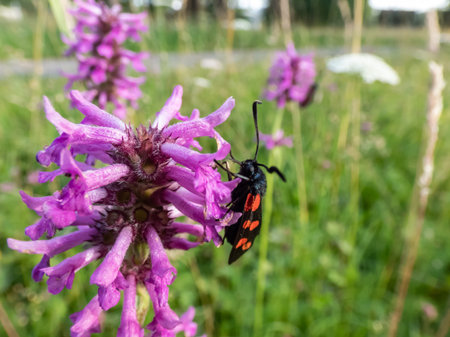 Close-up shot of the Narrow-bordered five-spot burnet (Zygaena lonicerae) on a flower in summer. The forewings have five crimson spots and a black basic colour, with a strong bluish reflectionの写真素材
