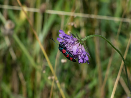Close-up shot of the Narrow-bordered five-spot burnet (Zygaena lonicerae) on a flower in summer. The forewings have five crimson spots and a black basic colour, with a strong bluish reflectionの写真素材