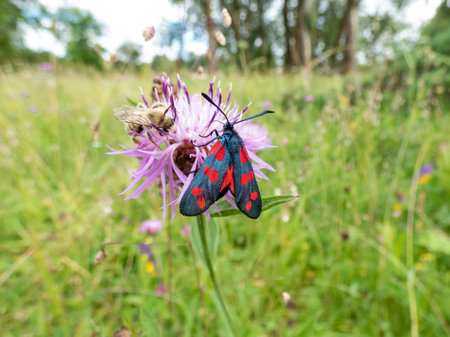 Close-up shot of the Narrow-bordered five-spot burnet (Zygaena lonicerae) on a flower in summer. The...