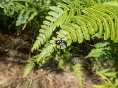 Close-up shot of the adult Common greenbottle, green blow fly (Lucilia caesar) sitting on a green...