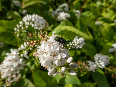 Close-up shot of the adult Common greenbottle, green blow fly (Lucilia caesar) sitting on a flower...