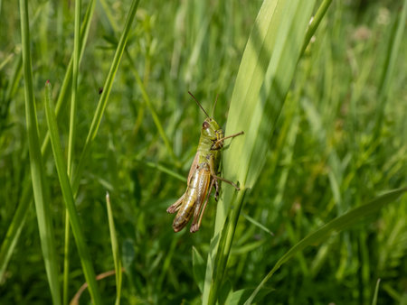 Macro shot of the lesser marsh grasshopper (Chorthippus albomarginatus) sitting on a grass blade in a meadow in summerの写真素材