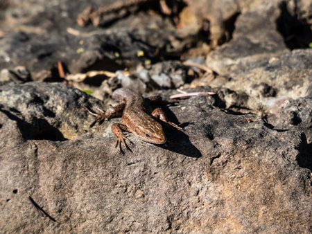 Viviparous lizard or common lizard (Zootoca vivipara) with detached tail sunbathing in the brigth sun on a rock. Detailed view of head and eyeの写真素材