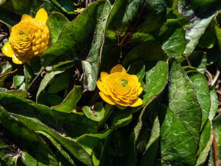 Charming variety of buttercup (Ranunculus ficaria) 'Collarette' with small, heart-shaped green...